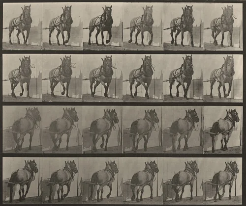 Plate Number 568. "Billy" hauling by Eadweard Muybridge, photograph, 1887