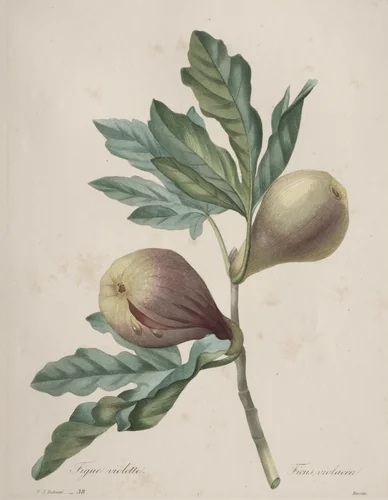 Choix des plus belles fleurs...plus beaux fruits: Figue Violette by Henry Joseph Redouté, print, 1827