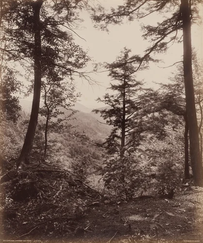 Cliff View, Through the Trees by William H. Rau, photograph, 1890-1900