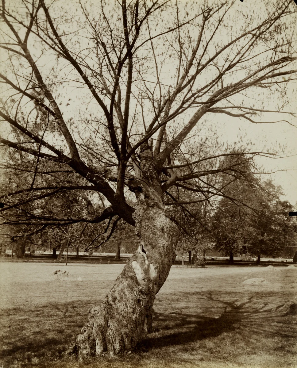 Bagatelle, arbre by Eugène Atget, photograph, 1922