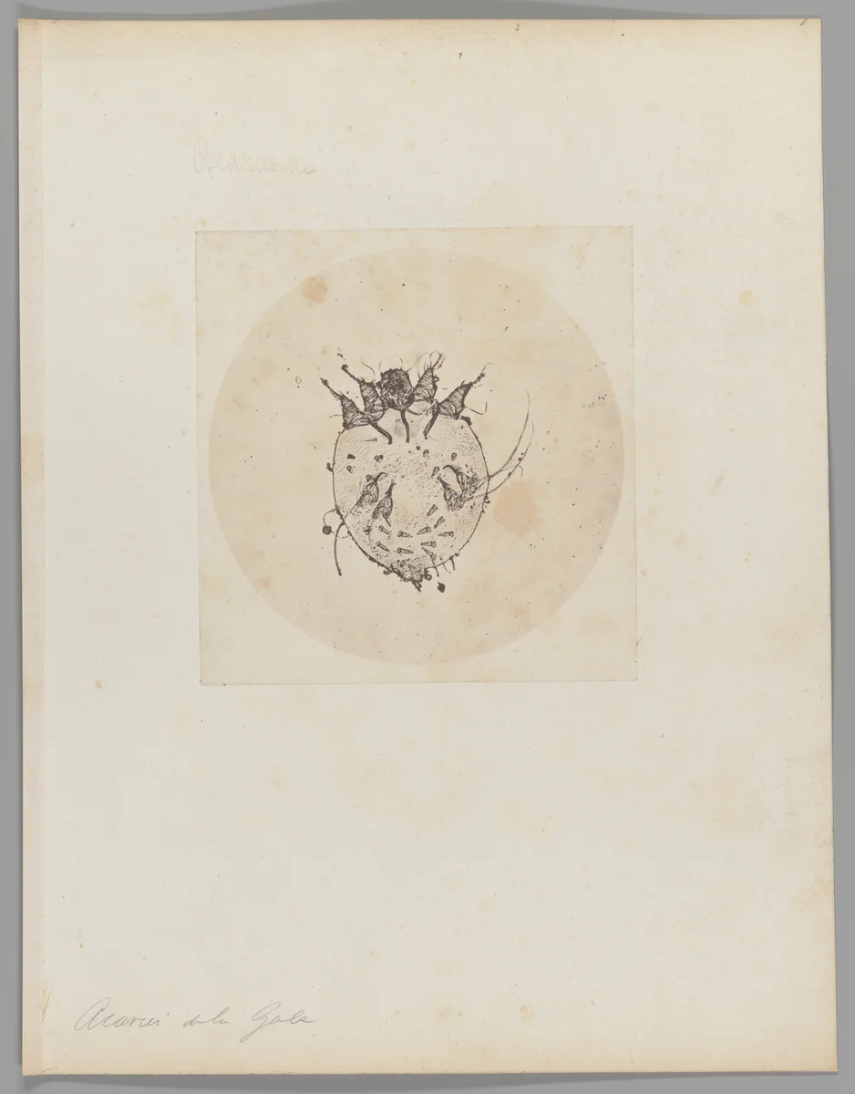 [Untitled] by Auguste-Adolphe Bertsch, photograph, 1853-1857