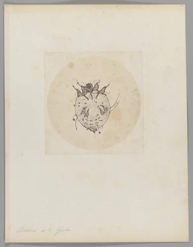 [Untitled] by Auguste-Adolphe Bertsch, photograph, 1853-1857