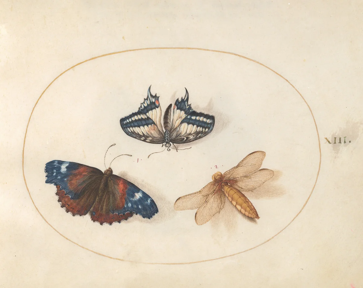 Plate 13: Yellow Swallowtail and Red Admiral Butterflies with a Dragonfly (Broad-Bodied Chaser?) by Joris Hoefnagel, drawing, 1570-1599