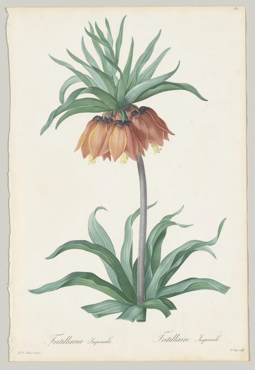 Plate 131, Fritillaria Imperialis, from "Les Liliacées" by Pierre-Joseph Redouté, print, 1802-1816