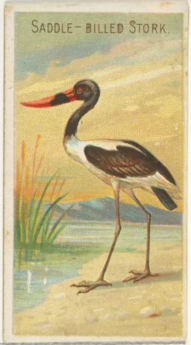 Saddle-Billed Stork, from the Birds of the Tropics series (N5) for Allen & Ginter Cigarettes Brands by Allen & Ginter, print, 1889