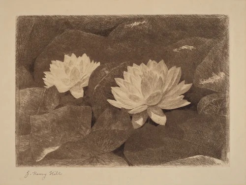 Waterlilies by John Henry Hill, print, 1865-1875