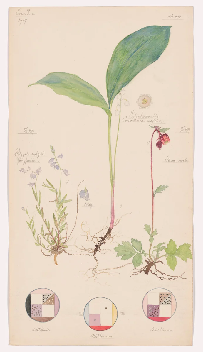Convallaria majalis (Lily of the Valley), Geum rivale (Water Avens), Polygala vulgaris (Common Milkwort). Sheet 11 from the portfolio Nature Studies by Hilma af Klint, drawing, 1919