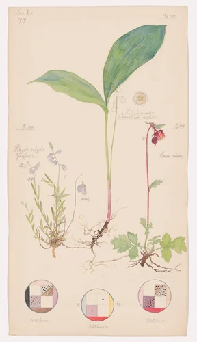 Convallaria majalis (Lily of the Valley), Geum rivale (Water Avens), Polygala vulgaris (Common Milkwort). Sheet 11 from the portfolio Nature Studies by Hilma af Klint, drawing, 1919