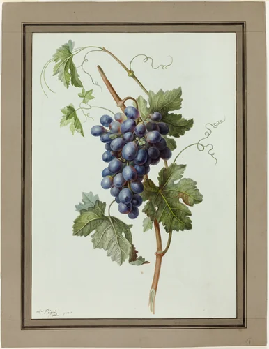Study of a Bunch of Grapes by Madame Peigné, painting, 1790-1810