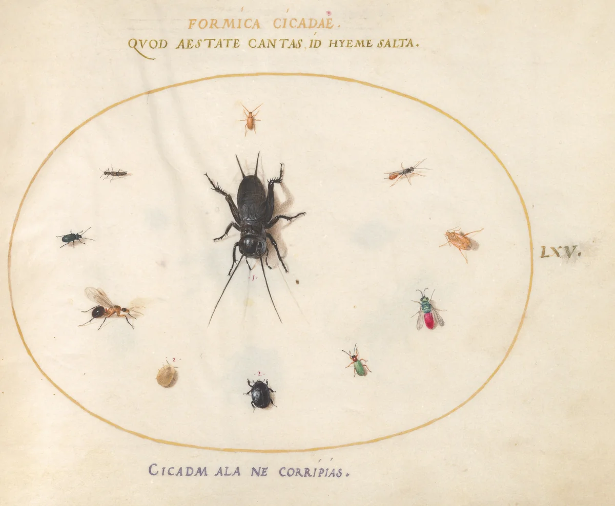 Plate 65: A Cricket Surrounded by Insects, Including a Ruby-Tailed Wasp by Joris Hoefnagel, drawing, 1570-1599