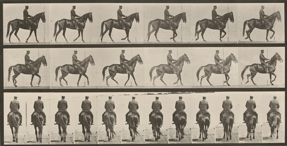 Plate Number 584. "Beauty" walking, saddled, irregular by Eadweard Muybridge, photograph, 1887