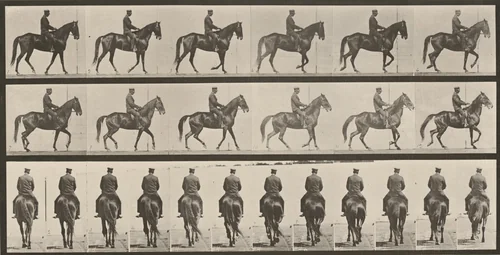 Plate Number 584. "Beauty" walking, saddled, irregular by Eadweard Muybridge, photograph, 1887