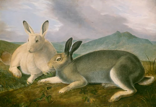 Arctic Hare by John James Audubon, drawing, 1841