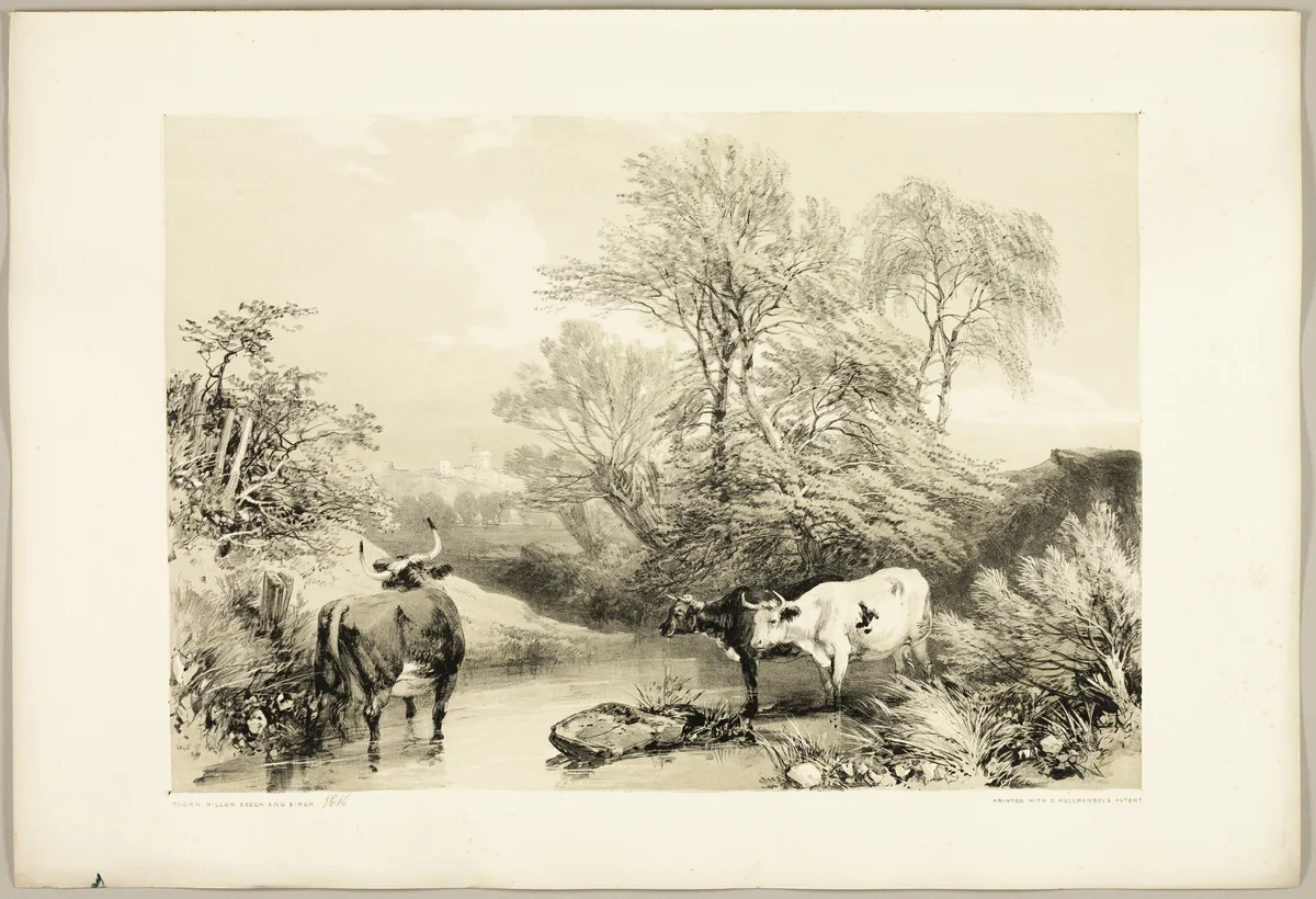 Thorn, Willow, Beech and Birch, from The Park and the Forest by James Duffield Harding, print, 1841