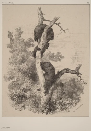 Les ours by Karl Bodmer, print, 1809-1893