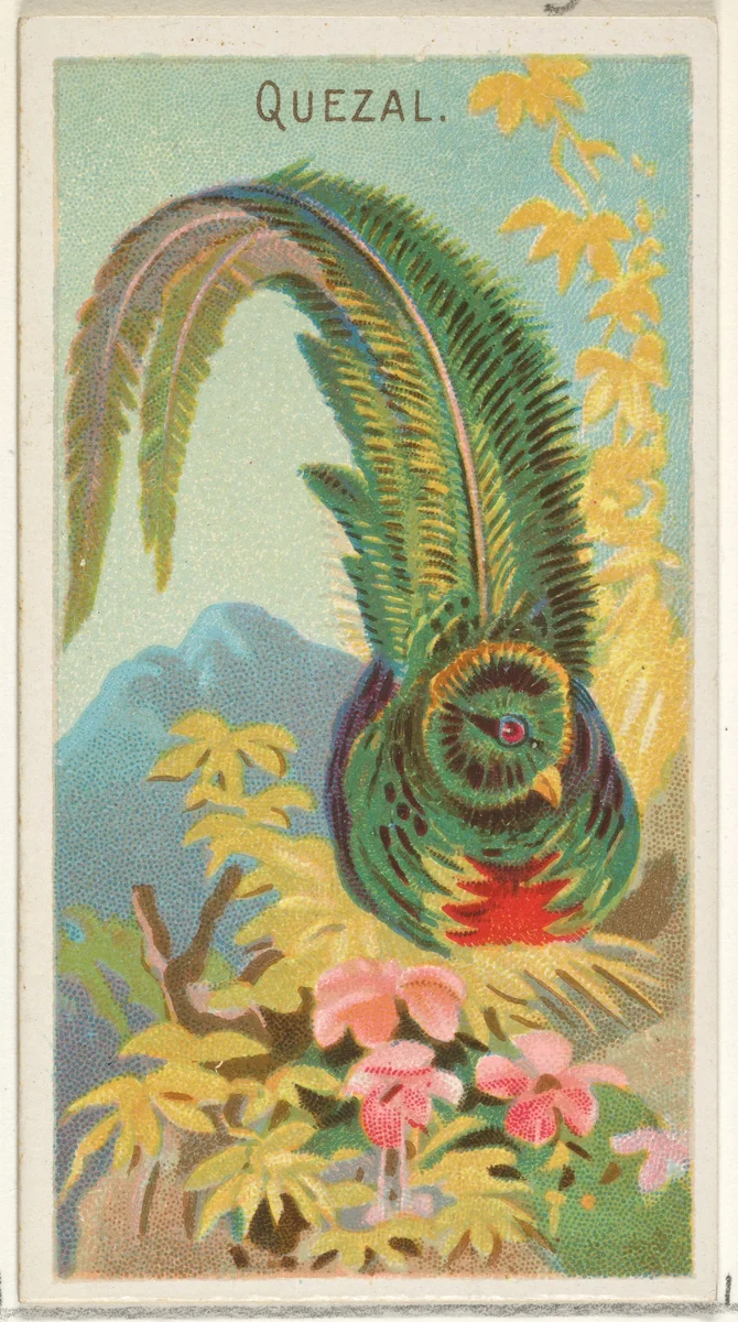 Quetzal, from the Birds of the Tropics series (N5) for Allen & Ginter Cigarettes Brands by Allen & Ginter, print, 1889