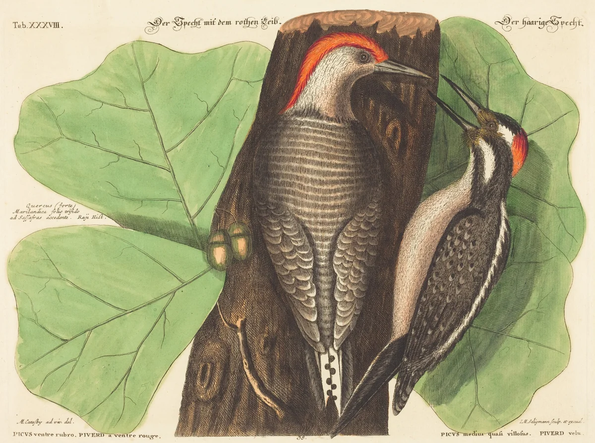 The Red Bellied Woodpecker (Picus Carolinus) by Johann Michael Seligmann, Mark Catesby, print, 1743-1762