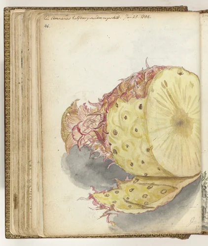 Ananas by Jan Brandes, drawing, 1785