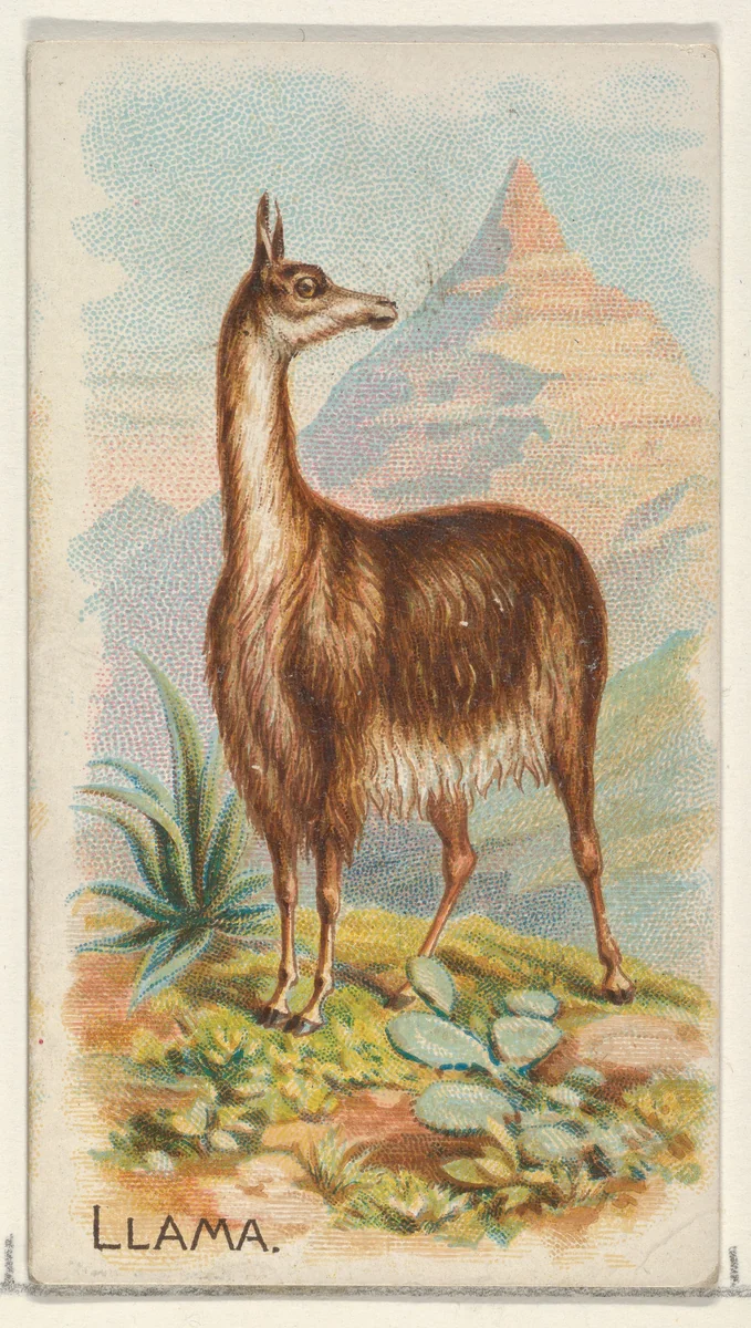 Llama, from the Quadrupeds series (N21) for Allen & Ginter Cigarettes by Allen & Ginter, print, 1890
