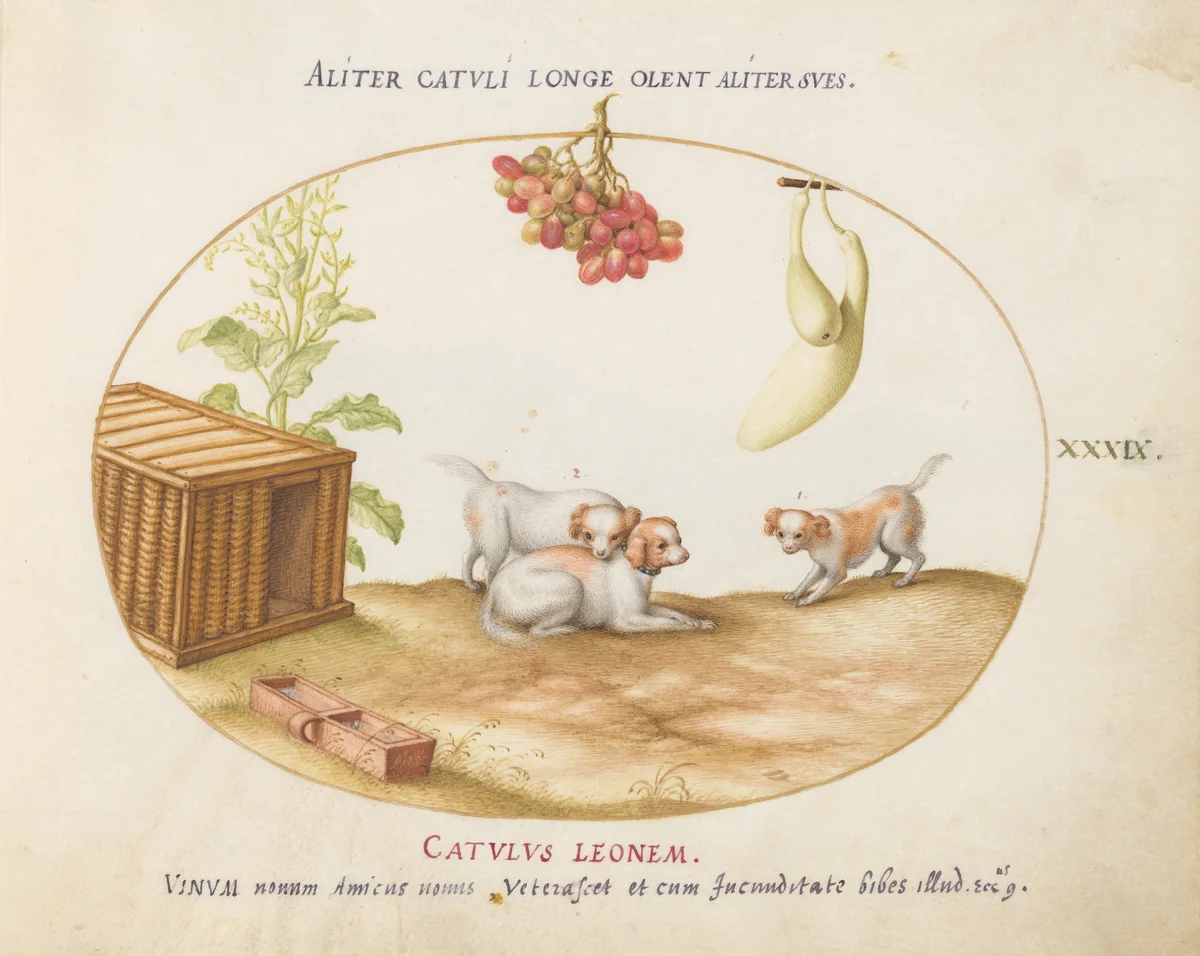 Plate 39: Three Puppies with a Crate and a Bunch of Grapes by Joris Hoefnagel, drawing, 1580