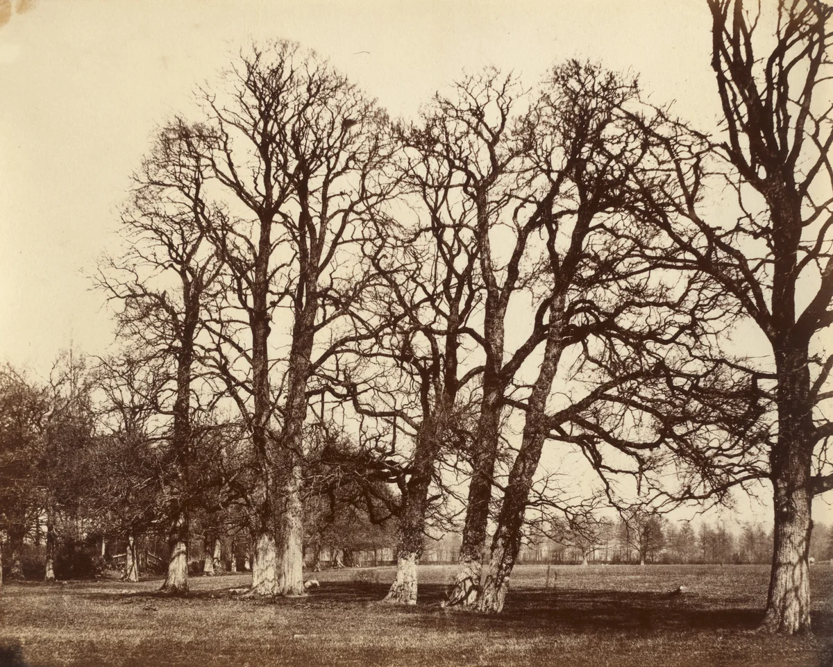 Trees, Blake Hall by Alfred Capel-Cure, photograph, 1857