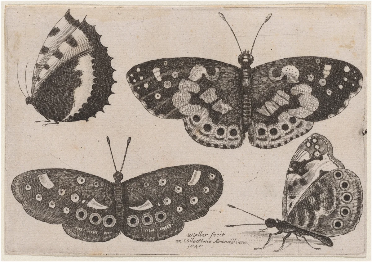 Four Butterflies by Wenceslaus Hollar, print, 1646