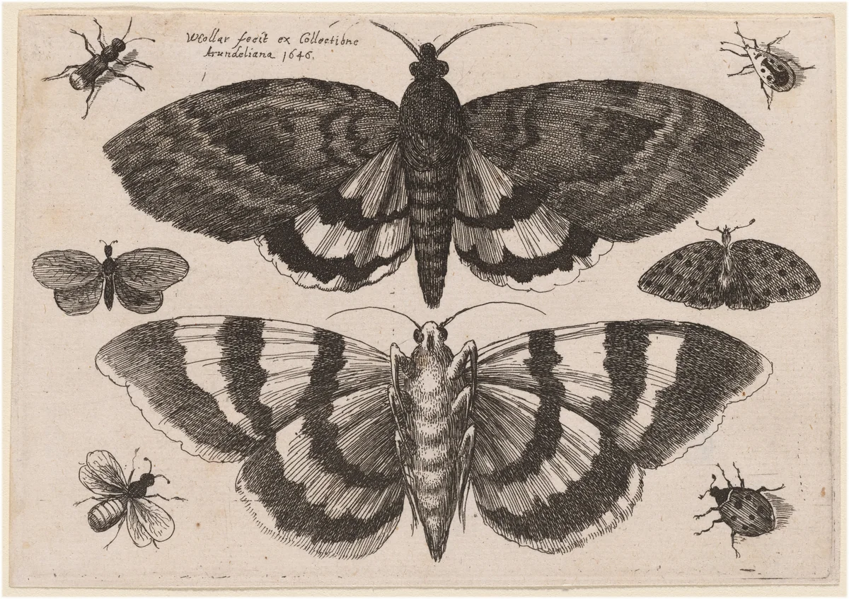 Two Moths and Six Insects by Wenceslaus Hollar, print, 1646