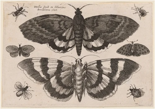 Two Moths and Six Insects by Wenceslaus Hollar, print, 1646