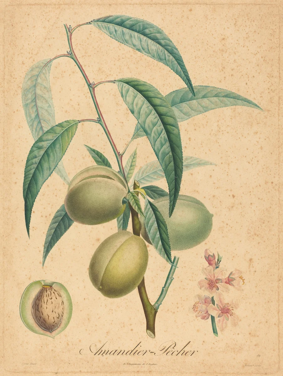 Amandier - Pecher by A. Poiteau, print, 1800-1899