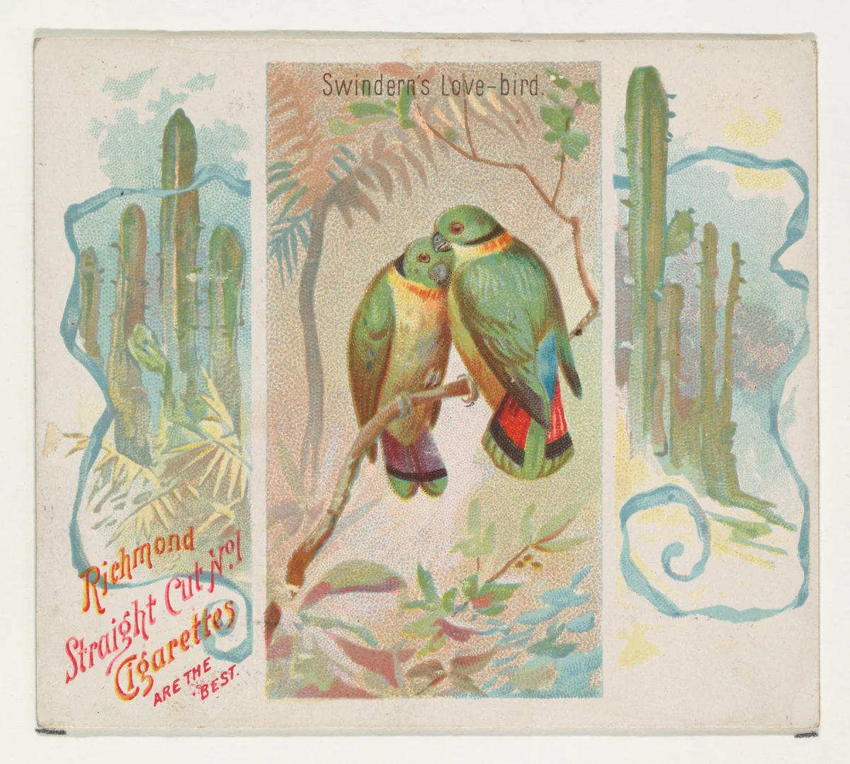 Swintern's Love-bird, from Birds of the Tropics series (N38) for Allen & Ginter Cigarettes by Allen & Ginter, print, 1889
