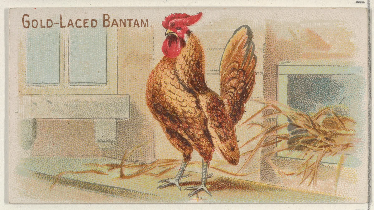 Gold-Laced Bantam, from the Prize and Game Chickens series (N20) for Allen & Ginter Cigarettes by Allen & Ginter, print, 1891
