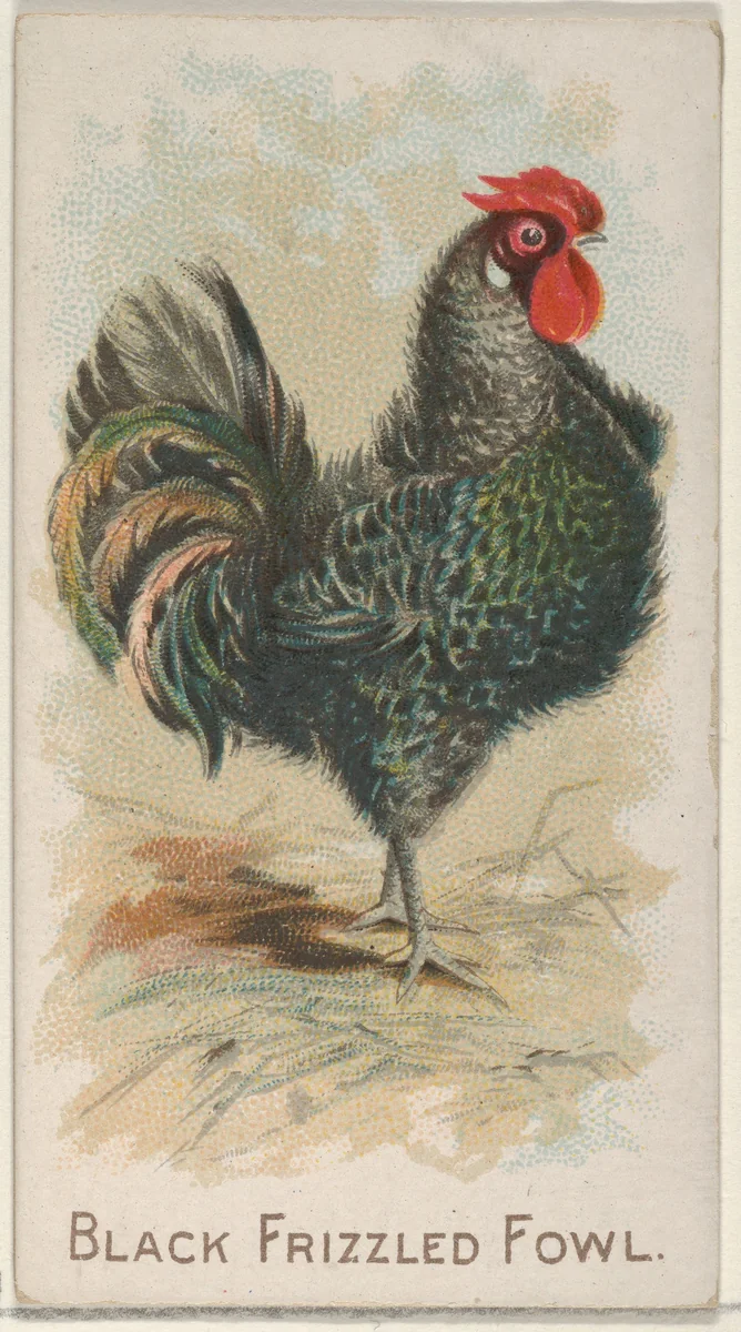Black Frizzled Fowl, from the Prize and Game Chickens series (N20) for Allen & Ginter Cigarettes by Allen & Ginter, print, 1891