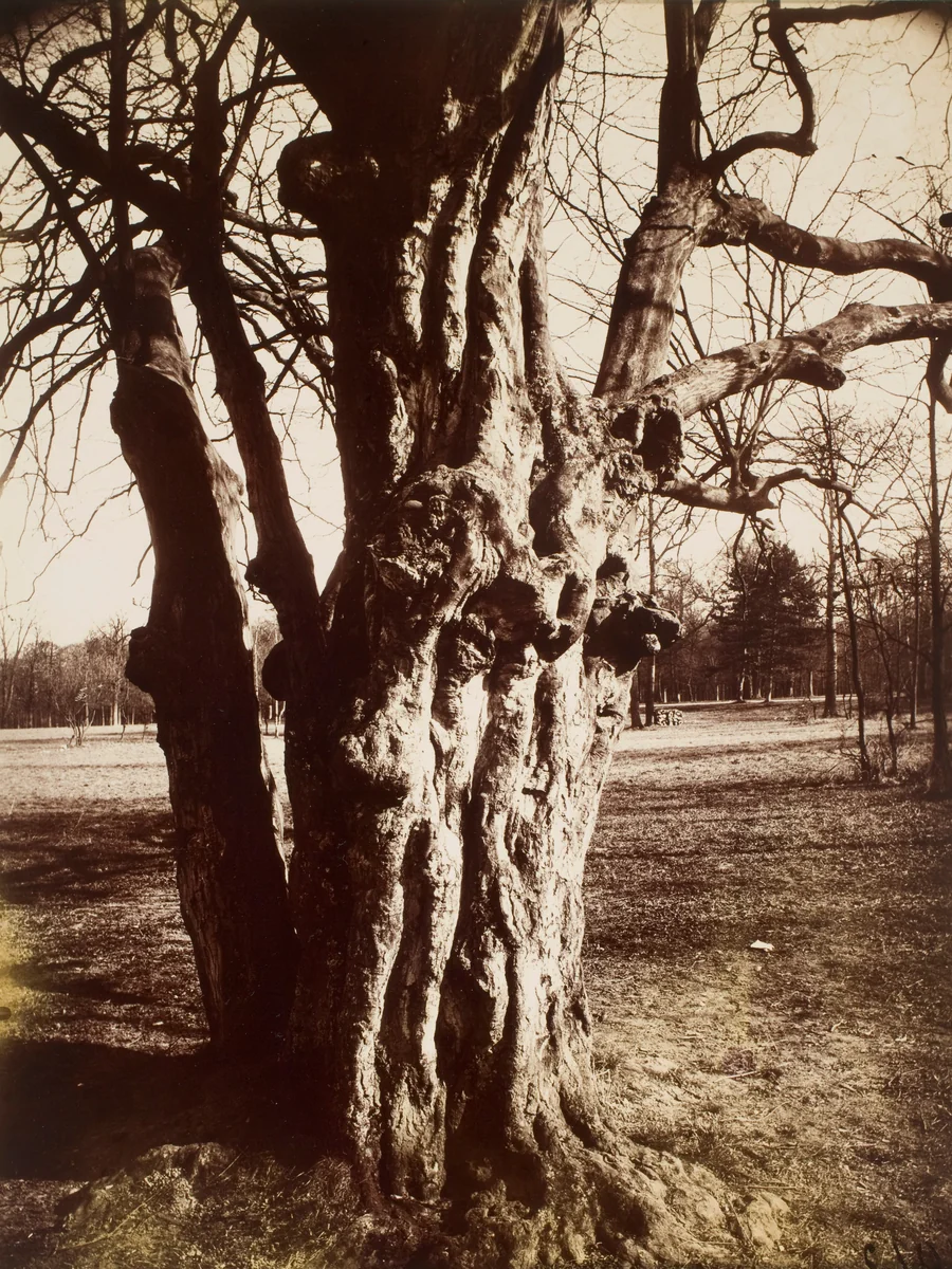 Saint-Cloud (Hêtre) by Eugène Atget, photograph, 1919-1921