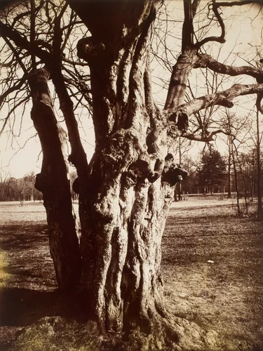 Saint-Cloud (Hêtre) by Eugène Atget, photograph, 1919-1921