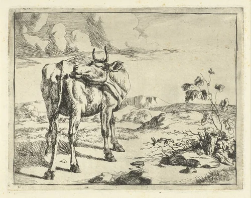 Koe zichzelf likkend by Marcus de Bye, print, 1657-1677