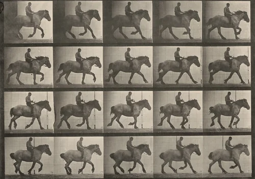 Plate Number 615. "Hansel" cantering, bareback by Eadweard Muybridge, photograph, 1887