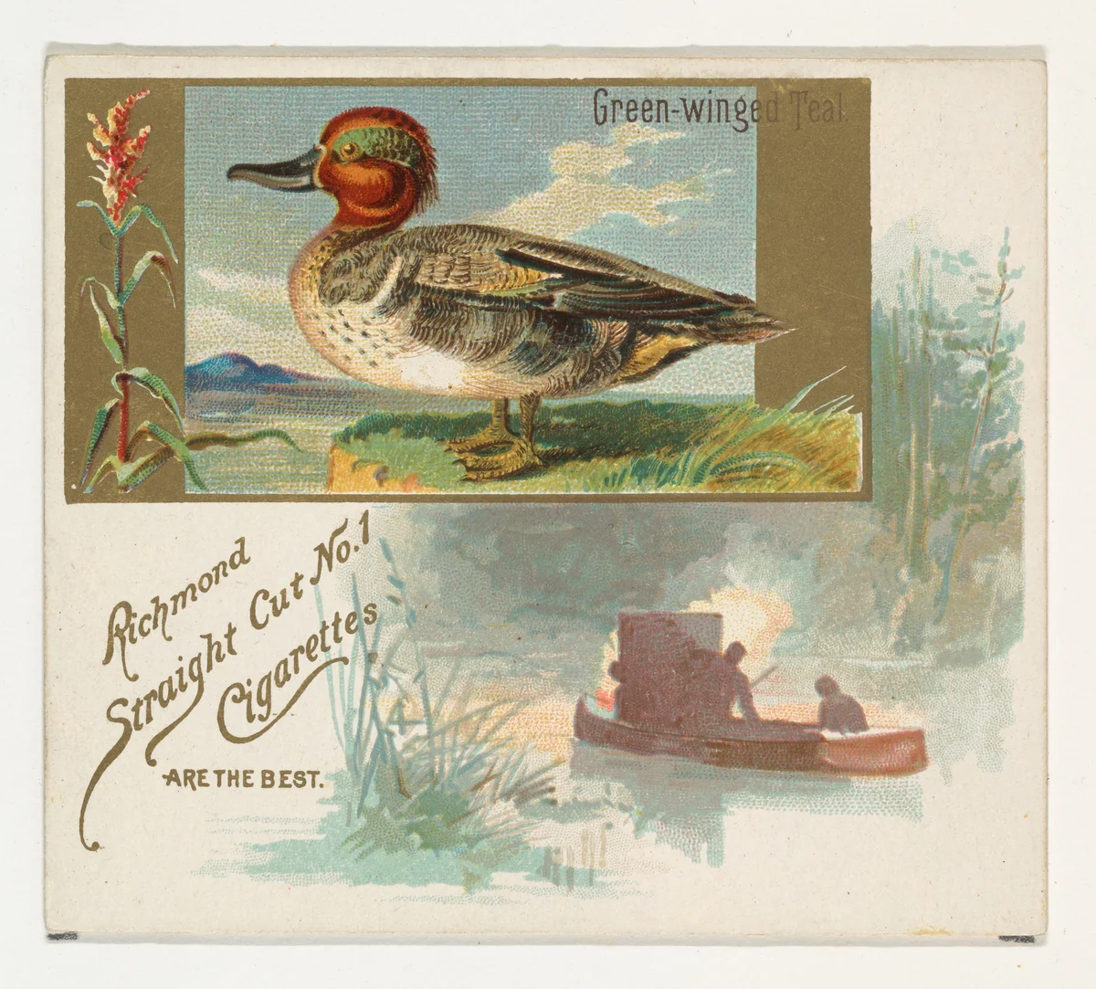 Green-winged Teal, from the Game Birds series (N40) for Allen & Ginter Cigarettes by Allen & Ginter, print, 1888-1890