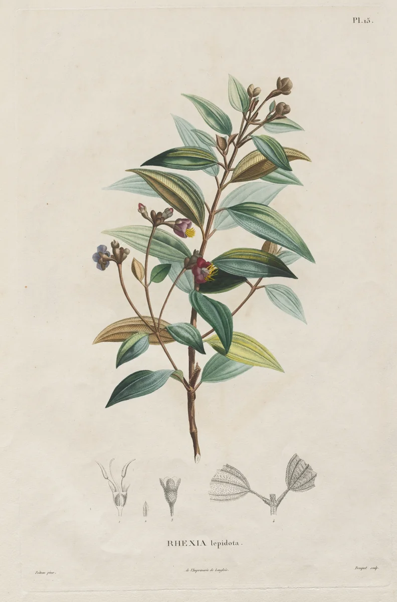 Voyage aux Régions équinoxiales du nouveau continent, fait dans les années 1709 à 1804: Monographie des melastomacées: No. 15 by Alexander von Humboldt, print, 1816-1823