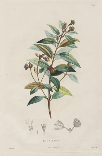 Voyage aux Régions équinoxiales du nouveau continent, fait dans les années 1709 à 1804: Monographie des melastomacées: No. 15 by Alexander von Humboldt, print, 1816-1823