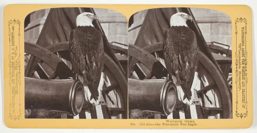 Old Abe - the Wisconsin War Eagle, No. 304 from the series "Wayside Gems" by Henry Hamilton Bennett, photograph, 1870-1889