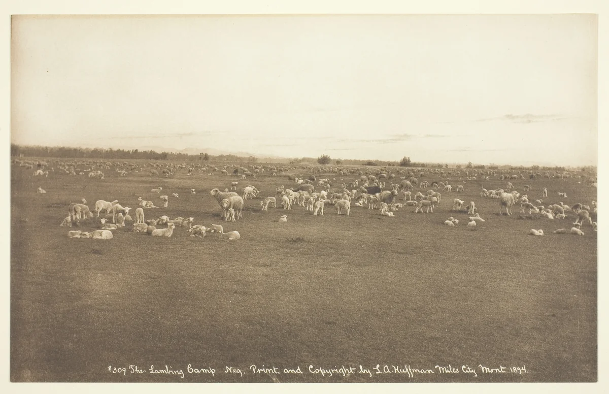 The Lambing Camp by Laton Alton Huffman, photograph, 1894