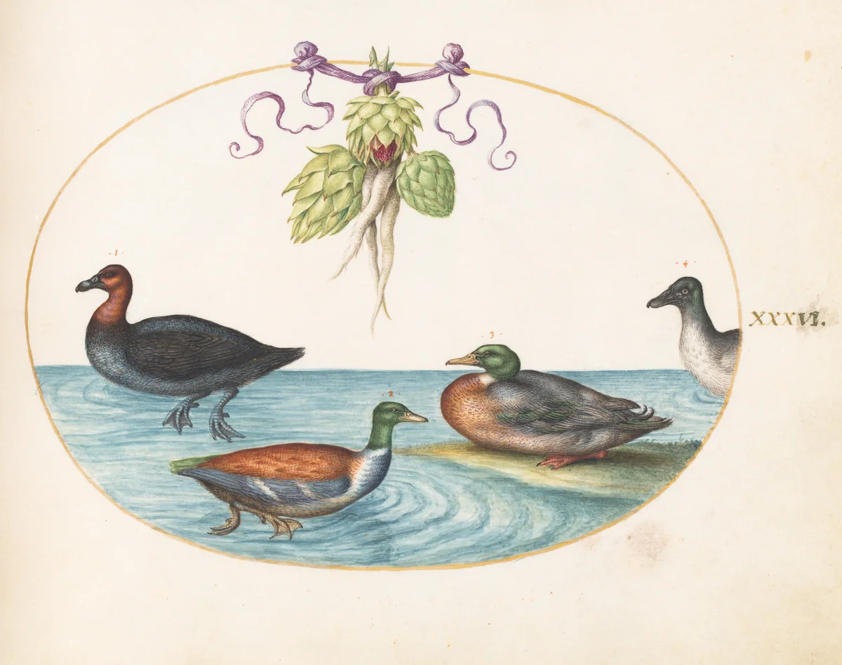 Plate 36: Red-Breasted Merganser, Shoveler, and Mallard, and Duck with Artichokes by Joris Hoefnagel, drawing, 1570-1599
