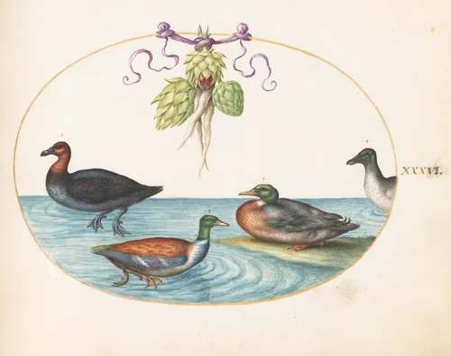 Plate 36: Red-Breasted Merganser, Shoveler, and Mallard, and Duck with Artichokes by Joris Hoefnagel, drawing, 1570-1599