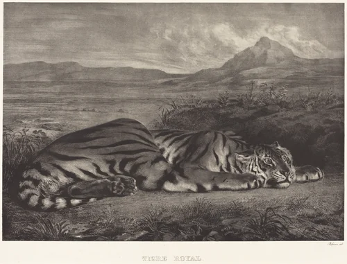 Royal Tiger (Tigre Royal) by Eugène Delacroix, print, 1829