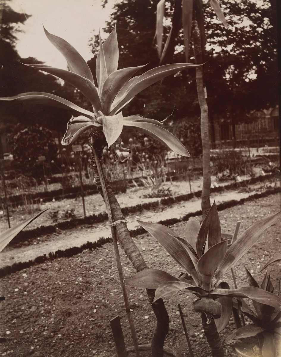 Plante du Mexique by Eugène Atget, photograph