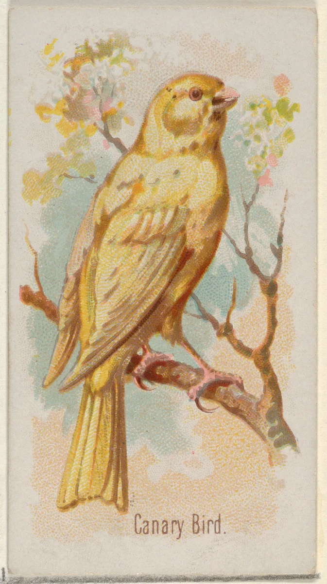 Canary Bird, from the Song Birds of the World series (N23) for Allen & Ginter Cigarettes by Allen & Ginter, print, 1890