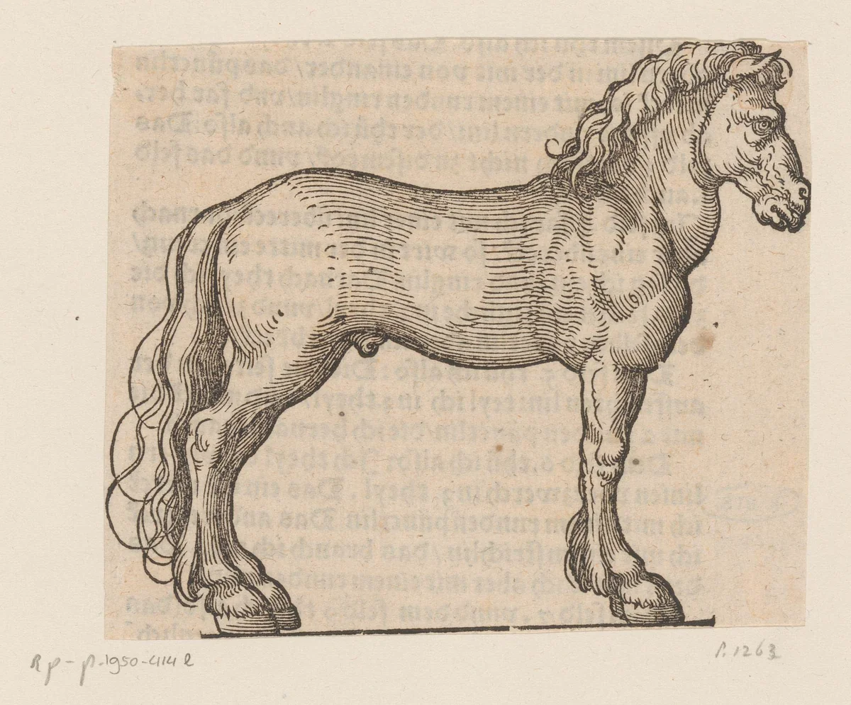Model voor een paard by anonymous, print, 1565