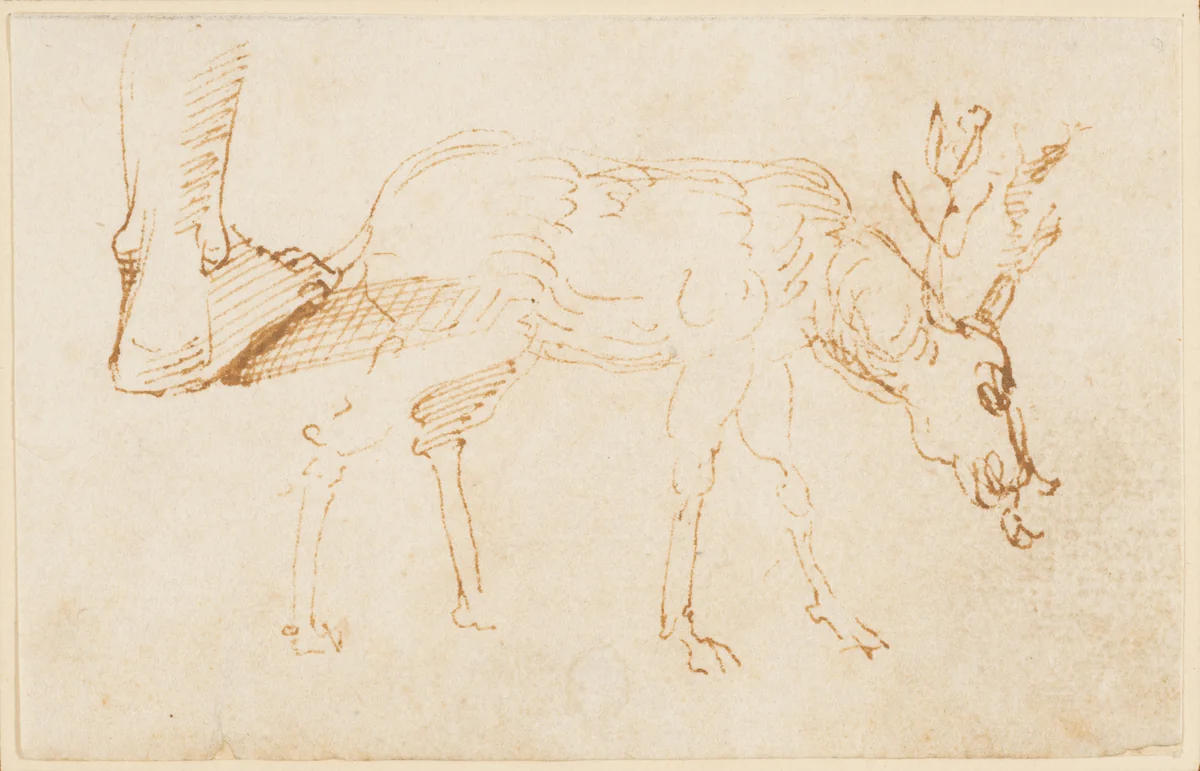 Studies of a Stag by Stefano da Verona, drawing, 1430-1439