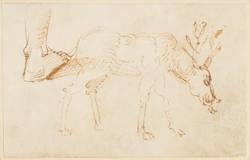Studies of a Stag by Stefano da Verona, drawing, 1430-1439