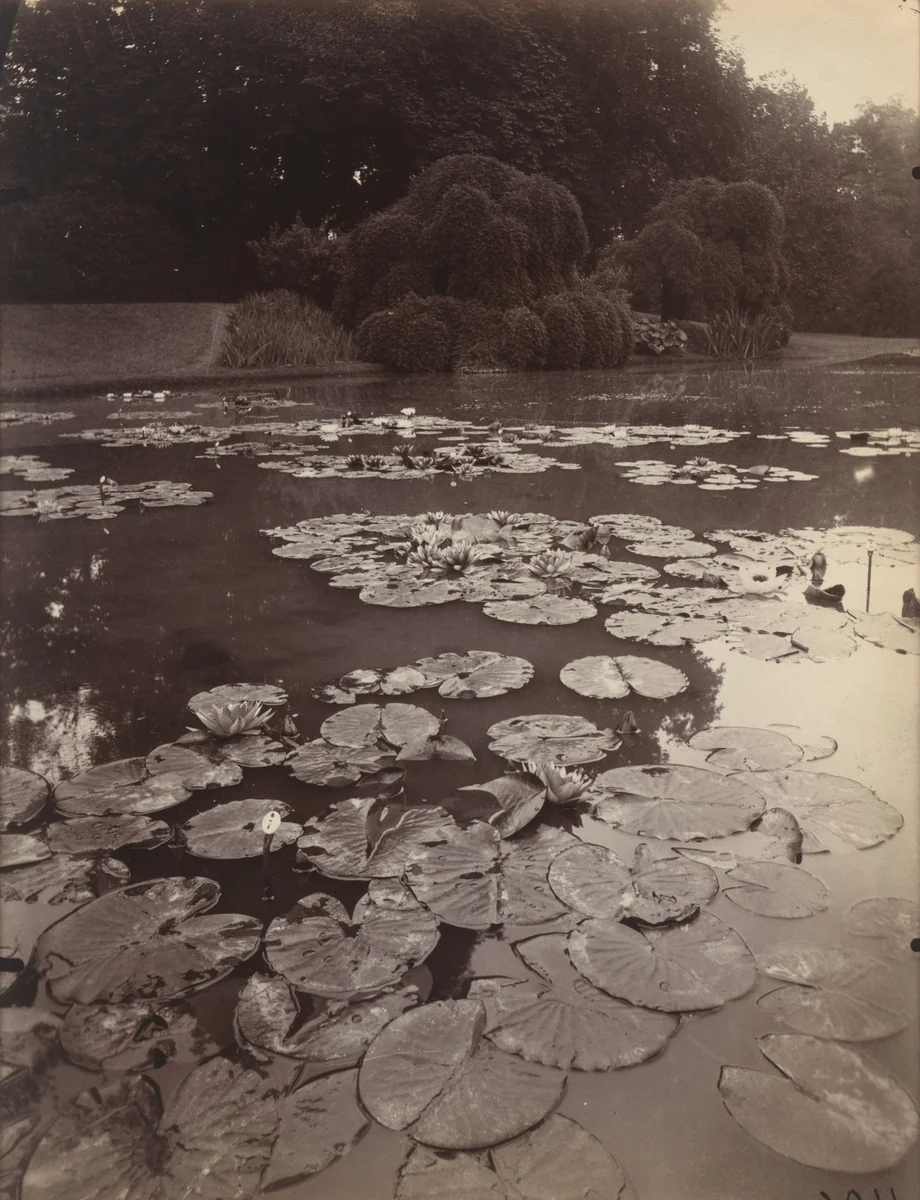 Nymphéa by Eugène Atget, photograph, 1922